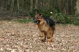 BERGER ALLEMAND 1165